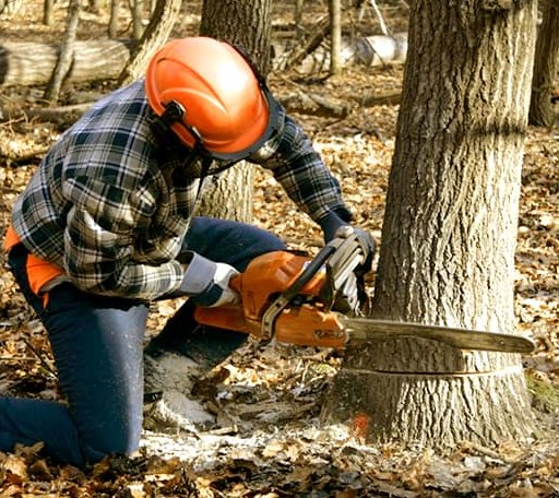 Tree Removal in Thomas, WV